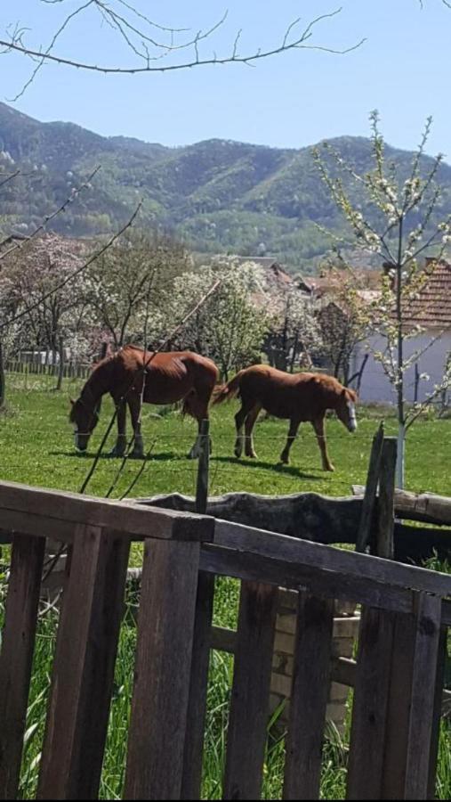 Cabana Mare In Intimitate Si Liniste Bosorod Exterior foto